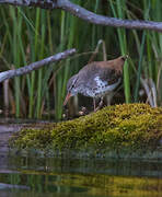 Spotted Sandpiper