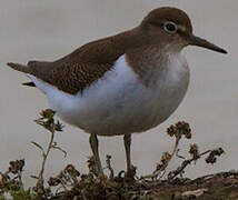 Common Sandpiper