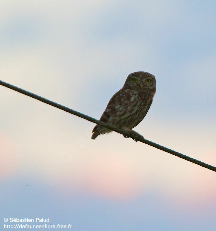 Little Owl