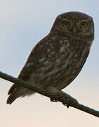 Little Owl