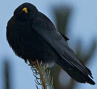 Alpine Chough