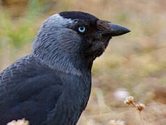 Western Jackdaw