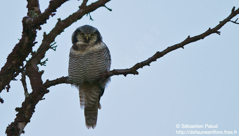 Northern Hawk-Owl