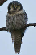 Northern Hawk-Owl