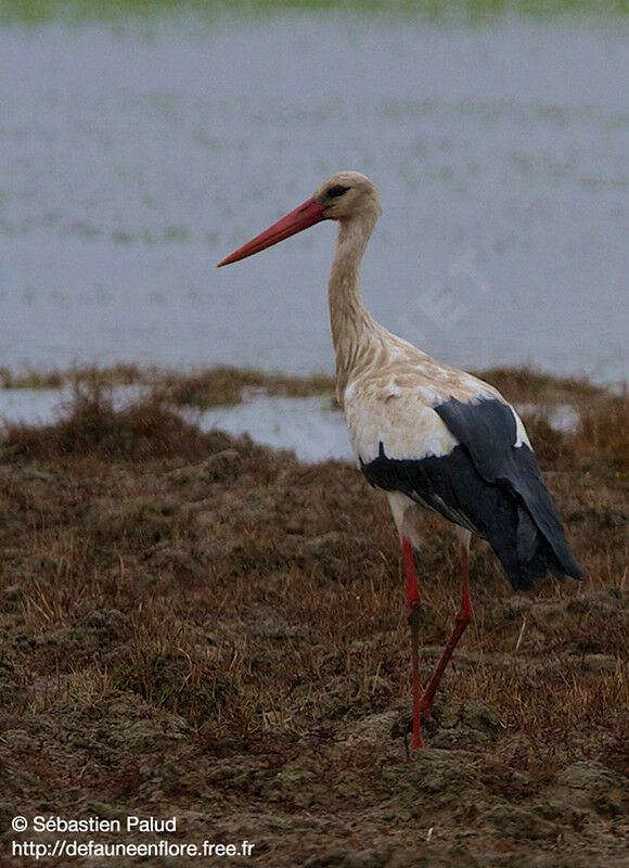 White Stork