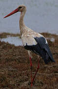 Cigogne blanche