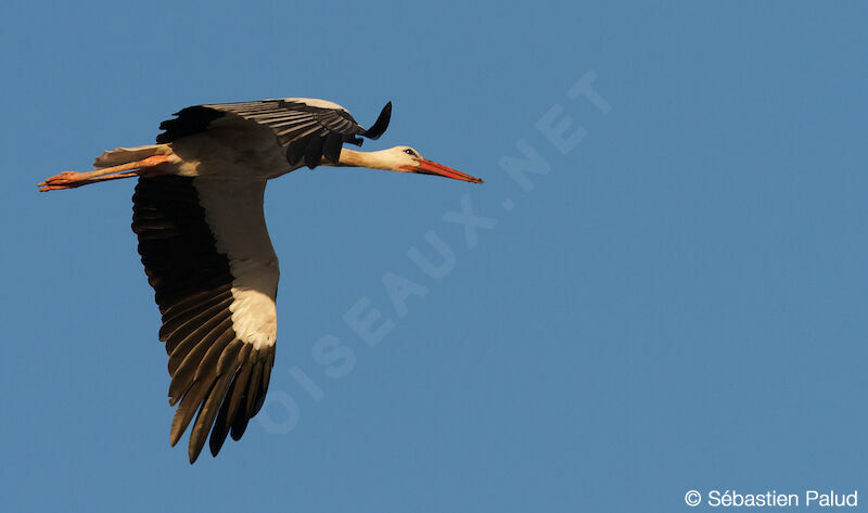 Cigogne blanche