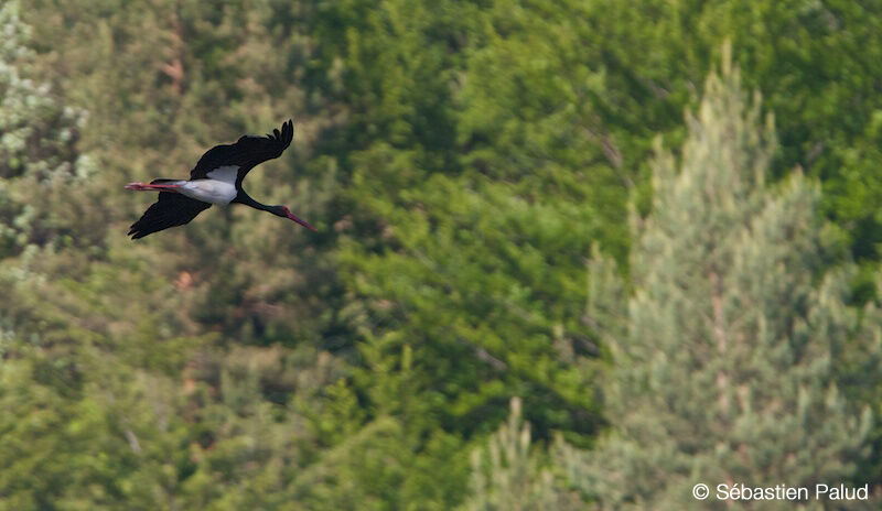 Cigogne noire