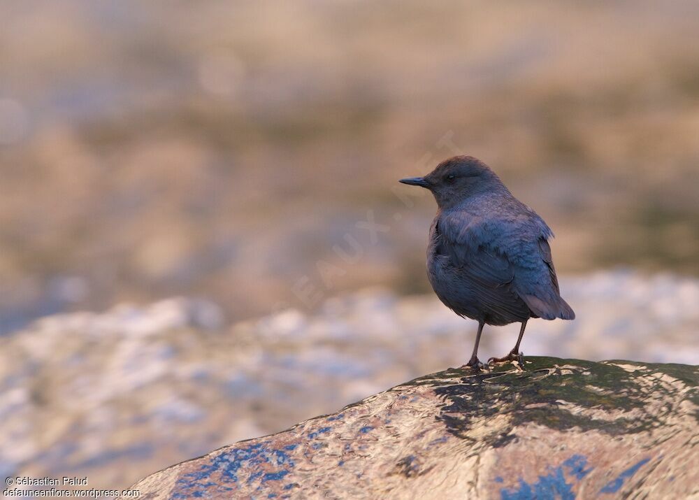 American Dipper