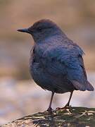 American Dipper