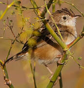 Zitting Cisticola