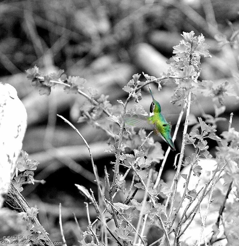 Colibri à queue large mâle adulte