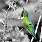 Colibri à queue large