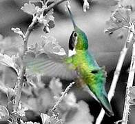 Broad-tailed Hummingbird