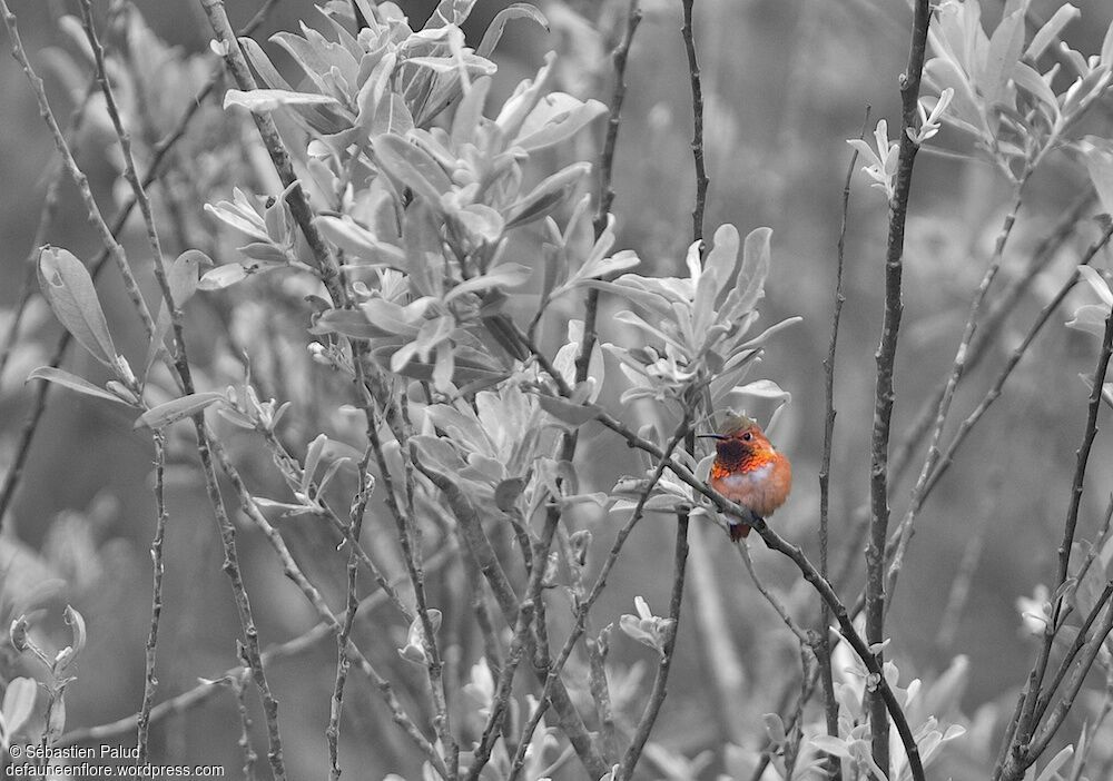 Allen's Hummingbird