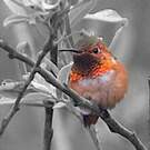 Colibri d'Allen
