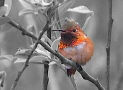 Allen's Hummingbird