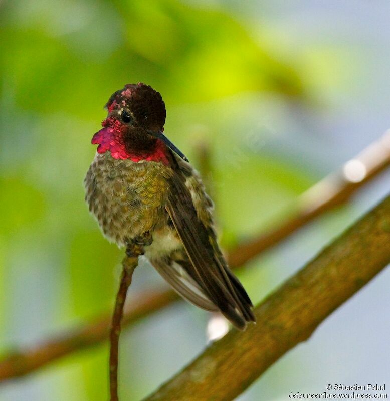 Colibri d'Anna mâle adulte