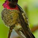 Colibri d'Anna