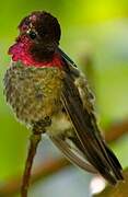 Anna's Hummingbird