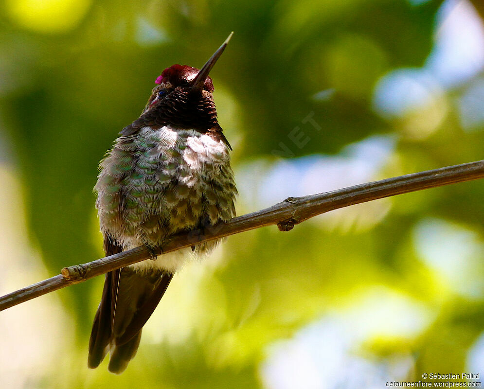 Colibri d'Anna mâle adulte