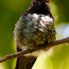 Colibri d'Anna