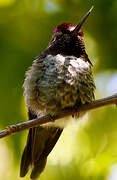 Anna's Hummingbird