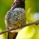 Colibri d'Anna