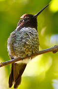 Anna's Hummingbird