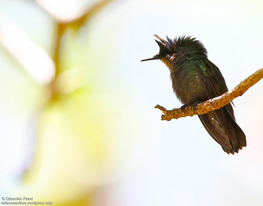 Antillean Crested Hummingbird male adult