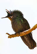 Antillean Crested Hummingbird