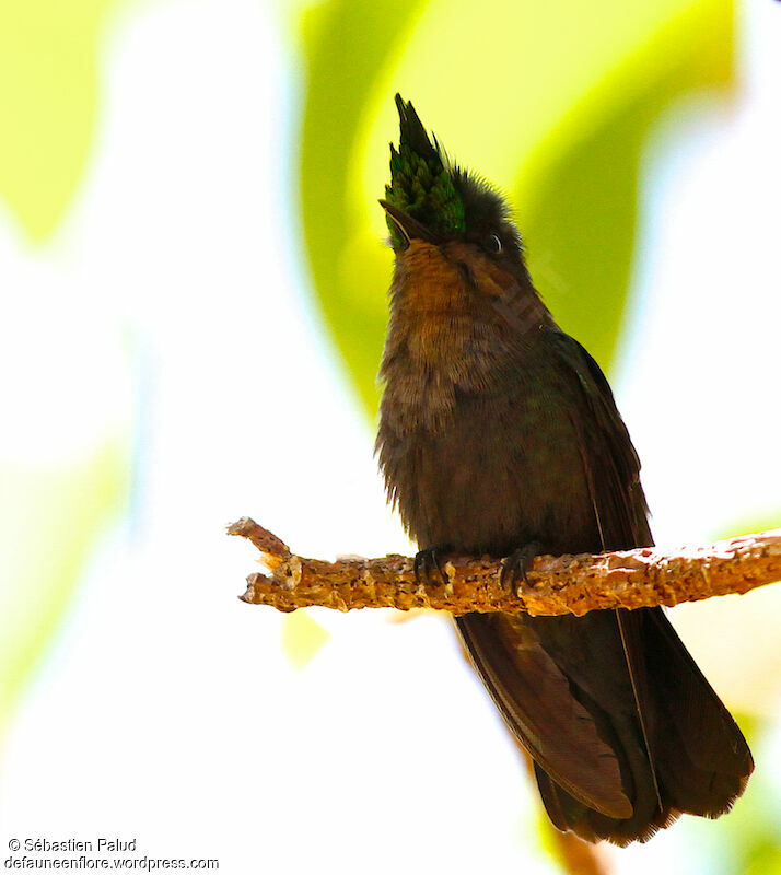 Antillean Crested Hummingbird male adult