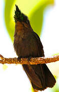 Antillean Crested Hummingbird