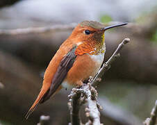 Rufous Hummingbird