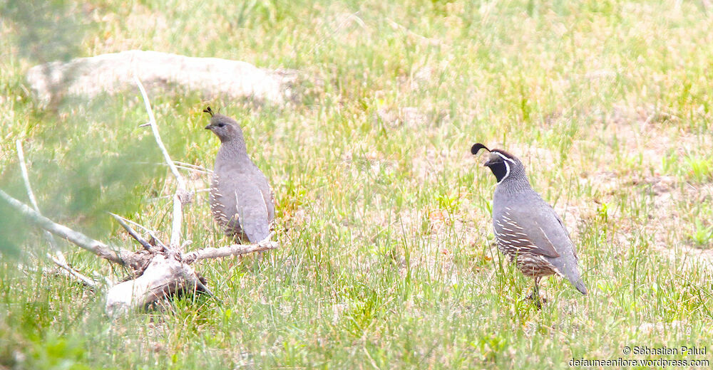 California Quail 