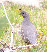 California Quail