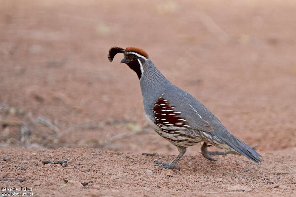 Gambel's Quail male adult, identification