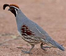 Gambel's Quail