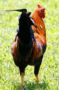 Red Junglefowl