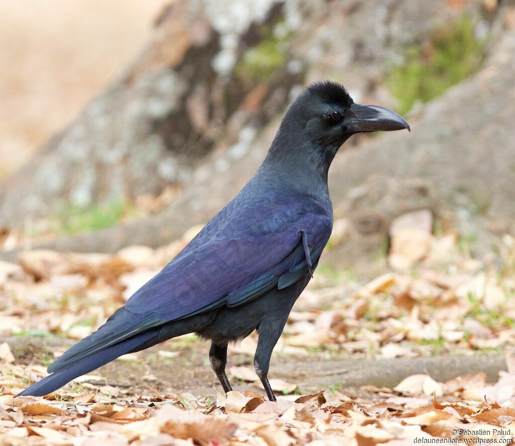 Large-billed Crowadult, identification