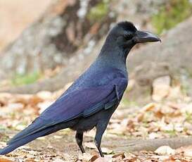 Corbeau à gros bec