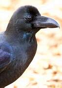 Large-billed Crow