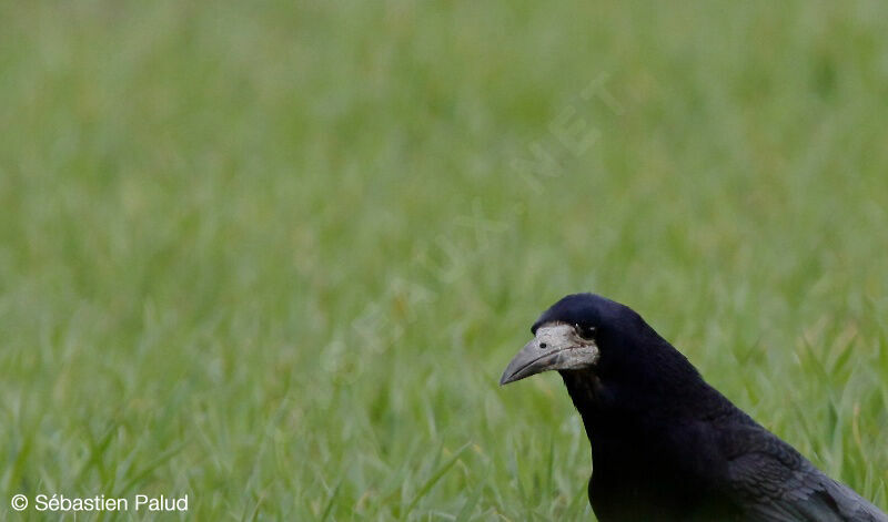 Corbeau freux