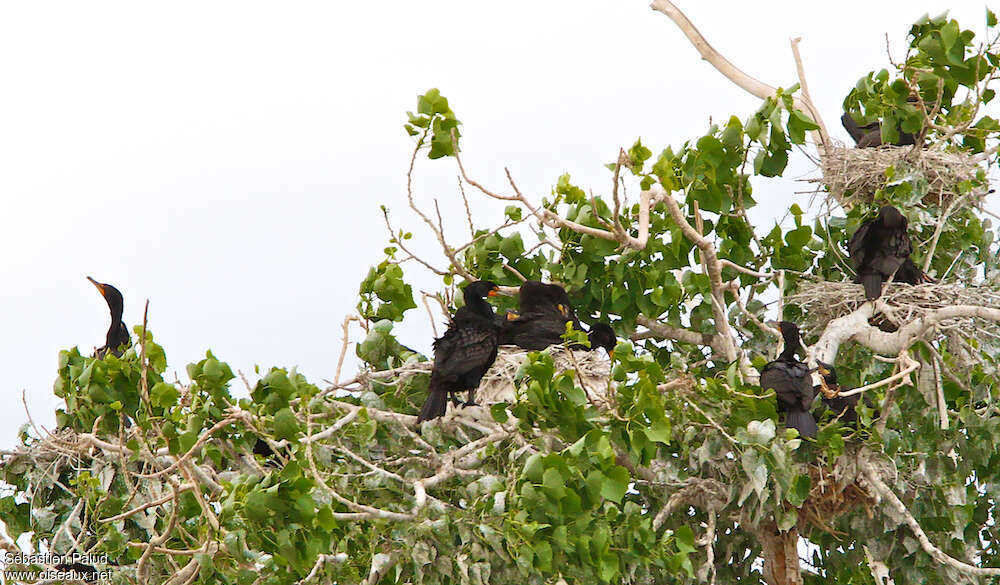 Cormoran à aigrettes, habitat, Nidification