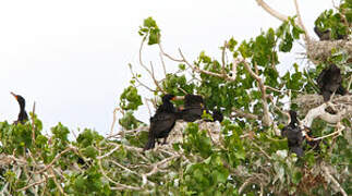 Cormoran à aigrettes