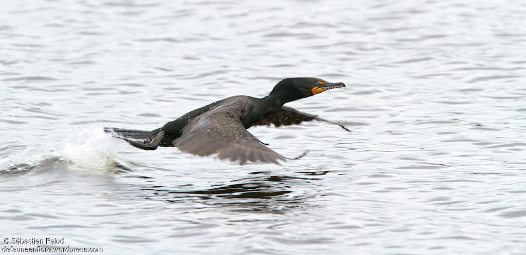 Double-crested Cormorantadult, Flight