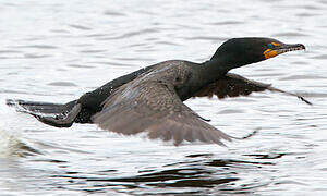 Cormoran à aigrettes