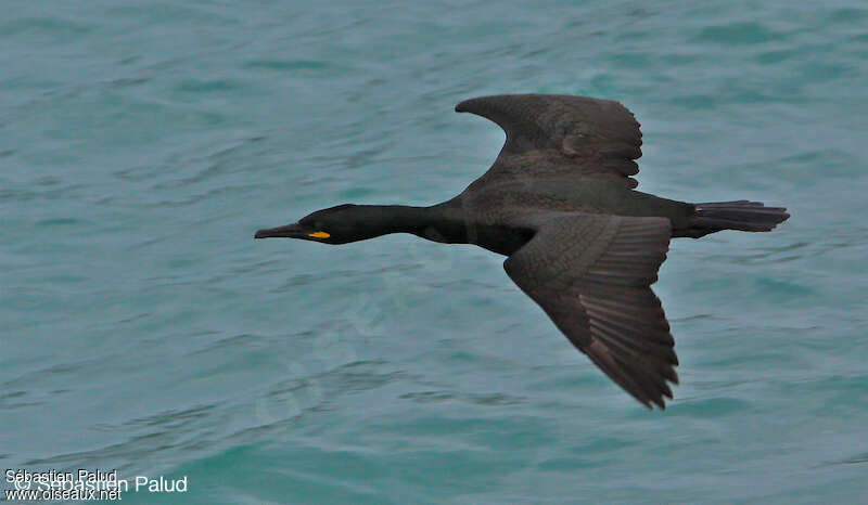 European Shagadult post breeding, Flight