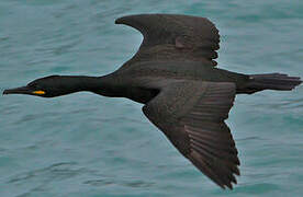 European Shag