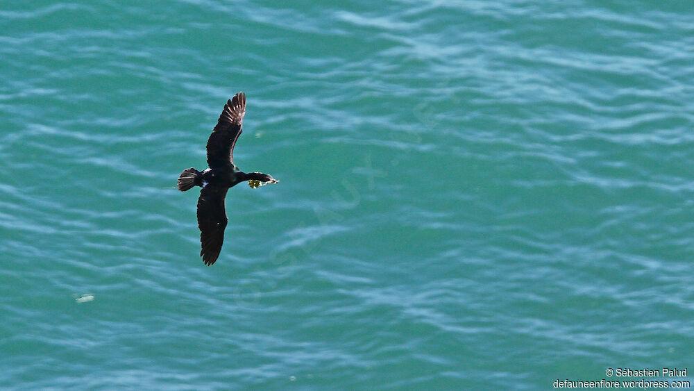 Cormoran pélagiqueadulte